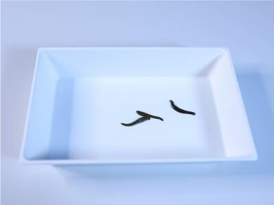 زالو کبریتی در تهران و پرورش زالو در تهران و شهرستان ها