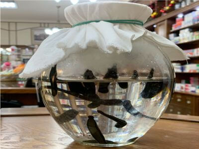 خرید زالو طبی در تهران از زالوبرتر