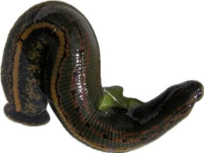 پوست زالو طبی